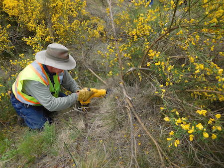 Broombusters Active All Over Vancouver Island