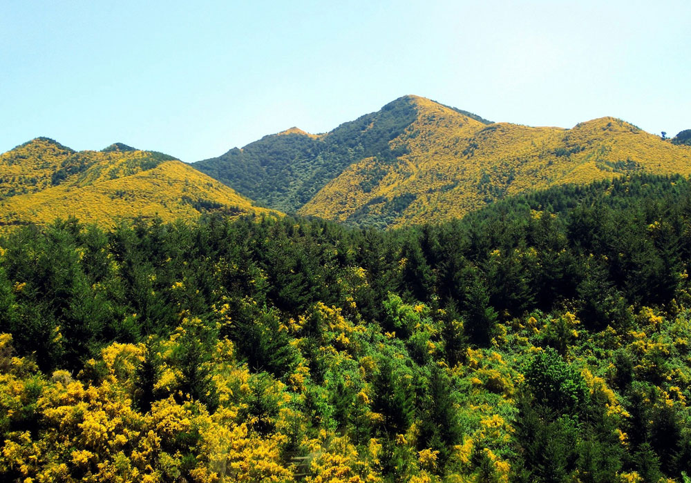 Climate Chaos and Scotch Broom