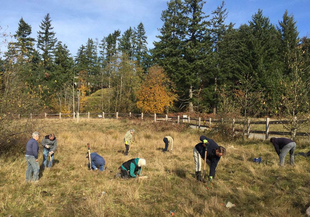 Forests of Fir – Not Scotch Broom.