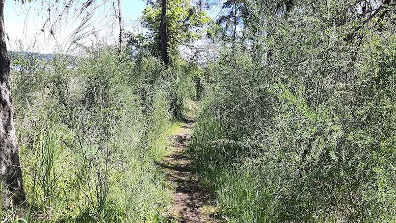 Holland Creek trail before