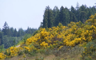 AVICC (Association of Vancouver Island and Coast Communities) Passes Scotch Broom Resolution